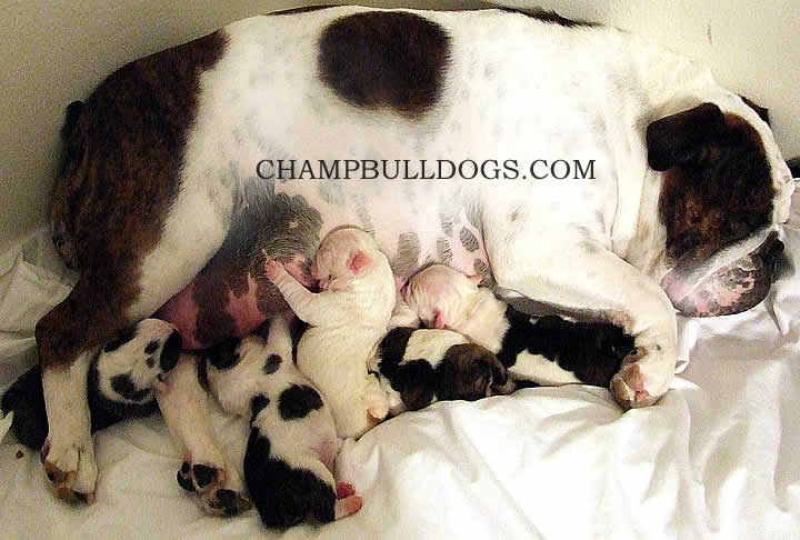 English Bulldog puppies for sale